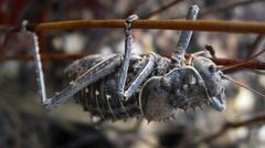 Hetrodes pupus pupus