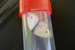 Pieris napi
