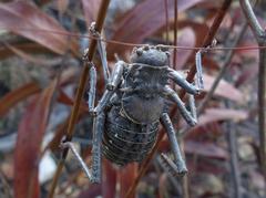 Hetrodes pupus pupus