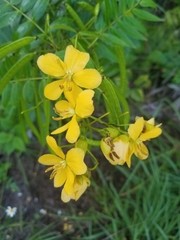 Senna ligustrina