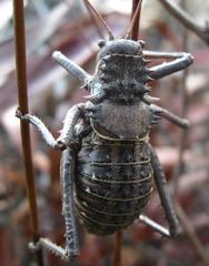Hetrodes pupus pupus