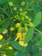 Senna ligustrina