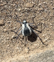 Stenocara gracilipes