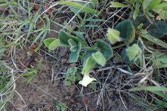 Thunbergia capensis