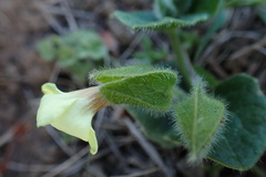 Thunbergia capensis