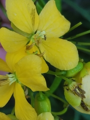 Senna ligustrina