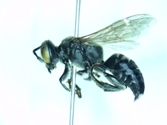 Tachytes pennsylvanicus