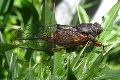 Cicadetta