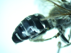 Tachytes pennsylvanicus