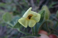 Thunbergia capensis