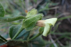 Thunbergia capensis