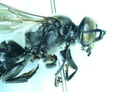 Tachytes pennsylvanicus