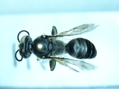 Tachytes pennsylvanicus