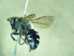 Tachytes pennsylvanicus