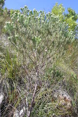 Phylica purpurea floccosa