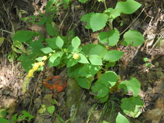 Solidago sphacelata