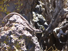 Liolaemus austromendocinus