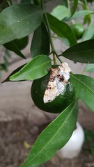 Azochis rufidiscalis