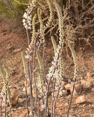 Drimia maritima