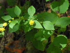 Solidago sphacelata