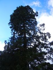 Sequoiadendron giganteum