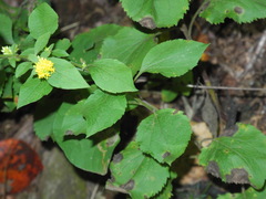 Solidago sphacelata