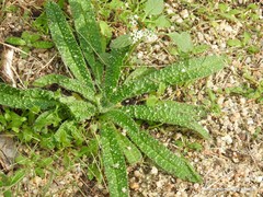 Echium vulgare pustulatum