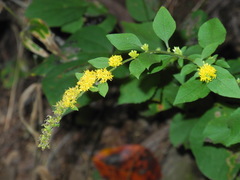 Solidago sphacelata