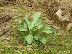 Cynoglossum cheirifolium