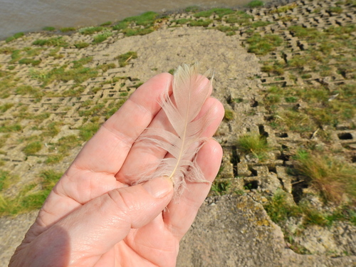 Plume de Cygne tuberculé