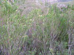 Penaea cneorum ruscifolia