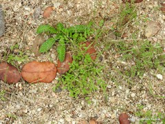 Echium vulgare pustulatum