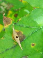 Amphibolips quercuscoelebs