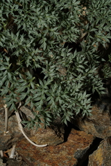 Cymopterus panamintensis panamintensis
