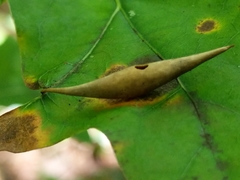 Amphibolips quercuscoelebs