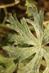 Erysiphe geraniacearum