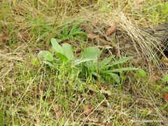 Cynoglossum cheirifolium