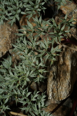 Cymopterus panamintensis panamintensis