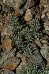 Cymopterus panamintensis panamintensis