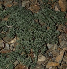 Cymopterus panamintensis panamintensis