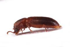 Acantholyctus cornifrons