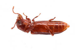 Acantholyctus cornifrons