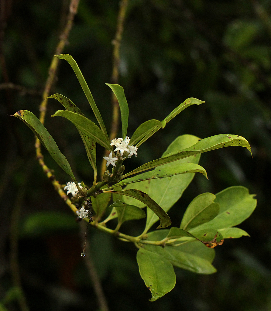 Craterispermum schweinfurthii