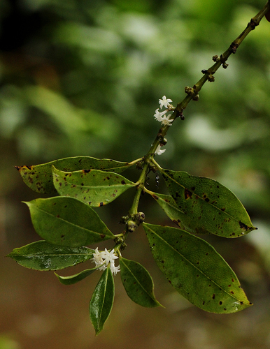 Craterispermum schweinfurthii image