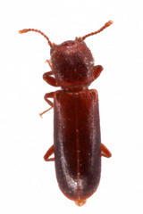Acantholyctus cornifrons