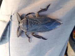 Lethocerus cordofanus