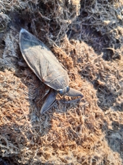 Lethocerus cordofanus