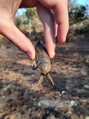 Lethocerus cordofanus