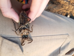 Lethocerus cordofanus