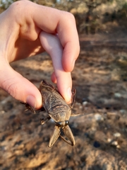 Lethocerus cordofanus